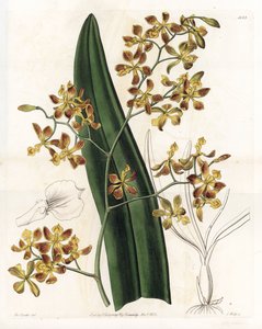 Orchidee: Varietät des Epidendrum - Tafel graviert von S. Watts, nach einer Illustration von Sarah Anne Drake (1803-1857), aus dem Botanical Register von Sydenham Edwards (1768-1819), England von Sydenham Teast Edwards