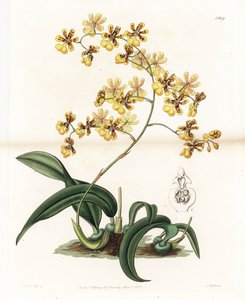 Orchidee: Varietät des epiphytischen Oncidium aus Brasilien - Tafel graviert von S. Watts, nach einer Illustration von Sarah Anne Drake (1803-1857), aus dem Botanical Register von Sydenham Edwards (1768-1819), England von Sydenham Teast Edwards