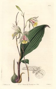 Orchidee, Amerikanische Bletia von Sydenham Teast Edwards