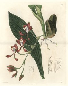 Orchidee Batemannia, heimisch in Guyana - Wasser forte von S. Watts nach einer Illustration von T. Holland, aus dem Botanical Register von Sydenham Teast Edwards