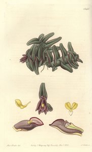 Orchidee Epidendrum aus Mittelamerika von Sydenham Teast Edwards