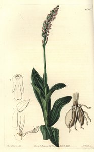 Dichtblütige Orchidee, Neotinea maculata