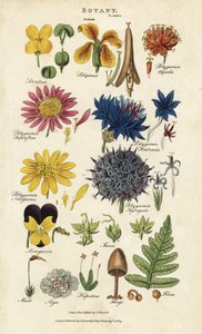 Blumenordnungen: Siliculosa, Seliquosa, Polygamia, Monogamia, Filicus, Fungi von Sydenham Teast Edwards