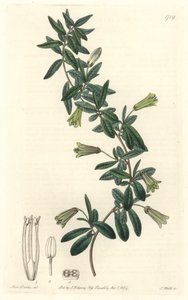 Ovalblättrige Billardiera, heimisch in Tasmanien (Australien) - Starke Wasser von S. Watts nach einer Illustration von Sarah Anne Drake (1803-1857), aus dem Botanischen Register von Sydenham Teast Edwards