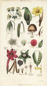 Teile von Blumen einschließlich Blütenblatt, Nektarium, Spelze, Samen, Spatha, Braktee, Hülsenfrucht, etc. von Sydenham Teast Edwards