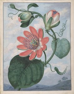 Passionsblume, 1799