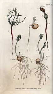 Erbsen, Hülsenfrüchte in verschiedenen Keimstadien. Farbiger Kupferstich, Illustration von Sydenham Edwards (1768-1819) für Konferenzen der Botanik, Botanischer Garten von Lambeth (England) von Sydenham Teast Edwards