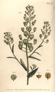 Heller Ackerschotenkresse, Thlaspi arvense von Sydenham Teast Edwards