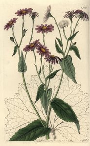 Pericallis tussilaginis (Huflattichblättriges Greiskraut, Senecio tussilaginis). Handkolorierter Kupferstich von S. Watts nach einer Illustration von Miss Sarah Drake aus Sydenham Edwards