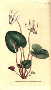 Persisches Alpenveilchen (Stich von James Sowerby, Illustration von Sydenham Edwards) von Sydenham Teast Edwards