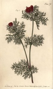 Adonisröschen, Adonis annua, Polygynia, Hermaphroditenblume mit vielen Stempeln (Kupferstich) von Sydenham Teast Edwards