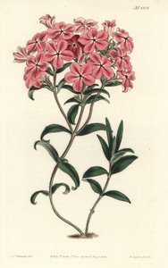 Frasers behaarte Phlox, Phlox amoena von Sydenham Teast Edwards
