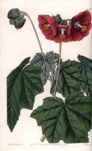Phymosia Varietät, rote Blüten, heimisch in Mexiko (Tafel) von Sydenham Teast Edwards