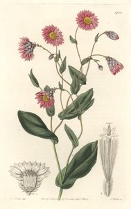 Rosa Rhodanthe, aus Australien, aus dem Botanischen Register