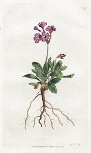 Primevere marginee - Lithographie von Sydenham Edwards (1768-1819), Tafel aus William Curtis