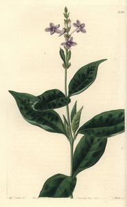 Immerblühendes Eranthemum, Pseuderanthemum faecundum von Sydenham Teast Edwards