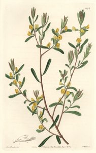 Pultanea flexilis, aus Australien, aus dem Botanischen Register von Sydenham Teast Edwards