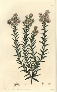 Rote Soulangia, Soulangia rubra von Sydenham Teast Edwards