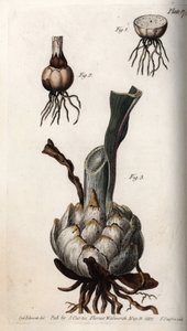 Wurzel und Zwiebel der Lilien. Farbiger Kupferstich, Illustration von Sydenham Edwards (1768-1819) für Konferenzen der Botanik, Botanischer Garten von Lambeth (England) von Sydenham Teast Edwards