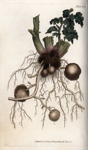 Wurzeln und Knollen einer Saatkartoffel (Kupferstich) von Sydenham Teast Edwards
