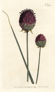 Kugelköpfiger Lauch von Sydenham Teast Edwards