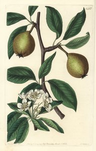 Salbeiblättrige Birne, Pyrus salviifolia von Sydenham Teast Edwards