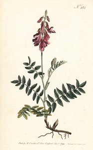 Alpen-Esparsette von Sydenham Teast Edwards