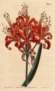 Lachsfarbene Amaryllis, mit lockiger orangefarbener Blüte, blühend aus einem einzigen Stiel. Lachsfarbene Amaryllis, mit lockigen orangefarbenen Blüten, die aus einem einzigen Stiel blühen. Amaryllis humiliates. Handkolorierte Kupferstichgravur nach einer 