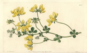 Sand-Lotus von Sydenham Teast Edwards
