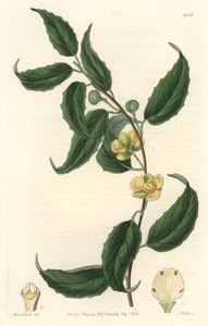 Schisandra mit gelben Blüten, heimisch in Nepal von Sydenham Teast Edwards
