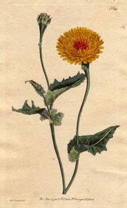 Skorzonere (oder Schwarzwurzel) von Tanger oder Vipernkraut mit Mohnblatt, gelbe Blüten mit purpurrotem Herz. Skorzonera von Tanger oder Mohnblättriges Vipernkraut: gelbe Blüte mit purpurrotem Herz. „Heimisch in Tanger an der Barbareiküste.“ Skorzonera ti von Sydenham Teast Edwards