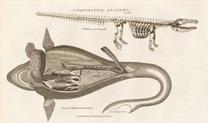 Hai-Anatomie und Krokodilskelett