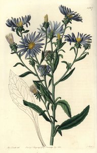 Prachtaster, Aster spectabilis von Sydenham Teast Edwards