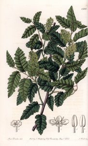 Schinus latifolia