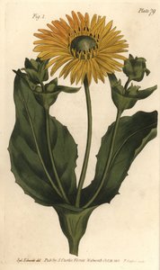 Silphium oder Harzblatt, Silphium asteriscus von Sydenham Teast Edwards