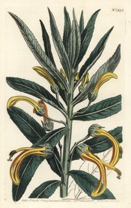 Siphocampylus giganteus, gefährdet (Gigantische Lobelie, Lobelia gigantea). Handkolorierte Kupferstichgravur von F. Sansom Jr. nach einer Illustration von Sydenham Edwards aus William Curtis