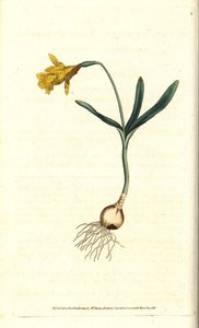 Kleine Narzisse (Kupferstich) von Sydenham Teast Edwards