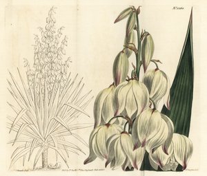 Spanischer Dolch oder prächtige Adamsnadel, Yucca gloriosa von Sydenham Teast Edwards
