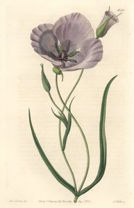 Prachtvolle Calochorte (prächtige Mariposa), heimisch in Kalifornien - Satiny Calochortus oder prächtige Mariposa-Lilie, Calochortus splendens, heimisch in Kalifornien - Handkolorierter Kupferstich von S. Watts nach einer Illustration von Miss Drake, aus S von Sydenham Teast Edwards