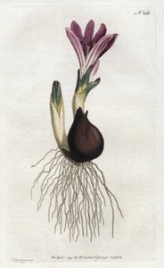 Frühlings-Bulbocode oder Campanette von Sydenham Teast Edwards