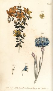 Johanniskraut, Hypericum perforatum von Sydenham Teast Edwards