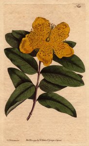 Johanniskraut mit breiten gelben Blüten von Sydenham Teast Edwards