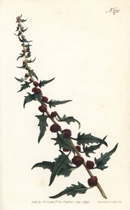 Blättriger Gänsefuß, Chenopodium foliosum (Erdbeer-Gänsefuß, Blitum virgatum) von Sydenham Teast Edwards