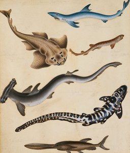 Studien von Fischen einschließlich Hai, Hecht, Karpfen und Brasse