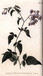 Bittersüßer Nachtschatten (Kupferstich)
