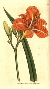 Tawny Taglilie von Sydenham Teast Edwards