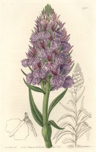 Terrestrische Orchidee, endemisch auf der Insel Madeira