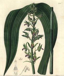 Terrestrische Orchidee