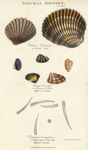 Dornige Herzmuschel, Cardium echinatum, gekerbte Donax, Donax crenulata, und achtkantige Zahnschale, Dentalium octangulatum