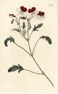 Dreifarbiger Storchschnabel, Pelargonium tricolor. Handkolorierte Kupferstichgravur von Sansom nach einer Illustration von Sydenham Edwards aus William Curtis